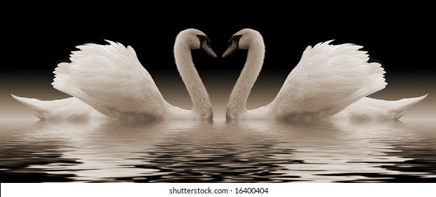 Swans Heart