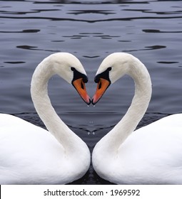 Swans Heart