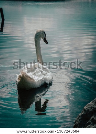 Similar – surfers Green Swan Waves