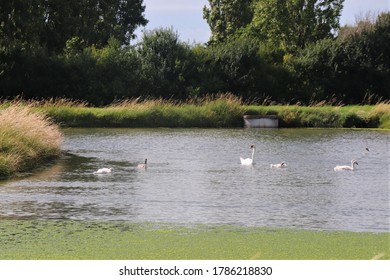 Swans In The Lake, Angoulins, Charente Maritime