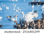 Swans in Lake Hyouko
Swan flying sites in Niigata Prefecture, Japan