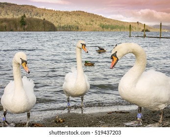 Swans At Lake Windermere, Cumbria, UK In Winter Season.