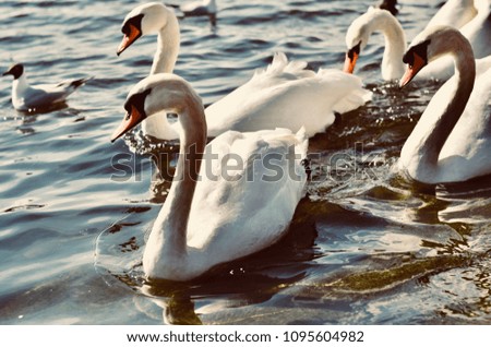 Similar – familiar Green Swan Waves