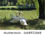 Swans near the pond, Dubovka - park in Zaporozhye