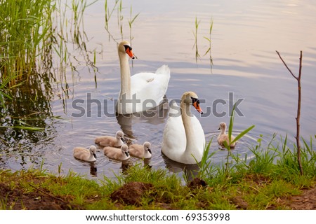 Swans with nestlings