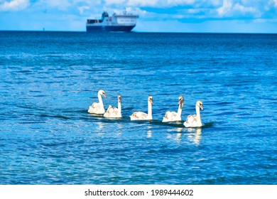 Swans On Baltic Sea In Germany, Kieler Förde, Kiel