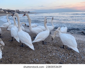 Swans on blue sea water at sunset. Evening sea and many birds and swans. Two white swan couple in love. Beautiful waterfowl Swan on the lake.