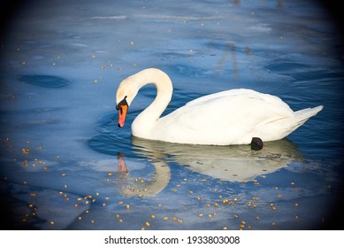 Swans on a frozen river
