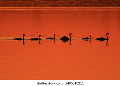 Swans on the lake during sunset
