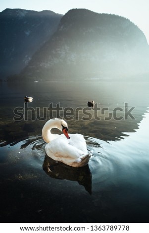 Similar – romantic ducks Lake Clouds