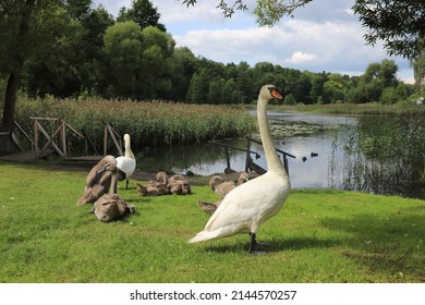 Swans on the lake shore. Swan family on the lake shore in summer. White swans with small grey swans. A family of swans in nature.