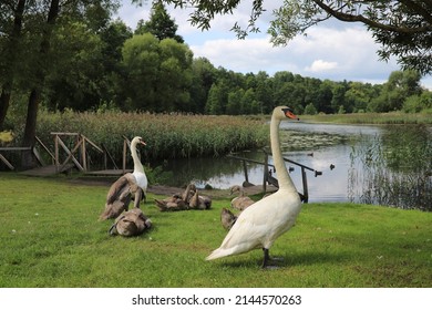 Swans on the Lake Free Stock Photo | picjumbo