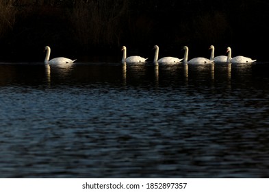 Swans On The Olt River