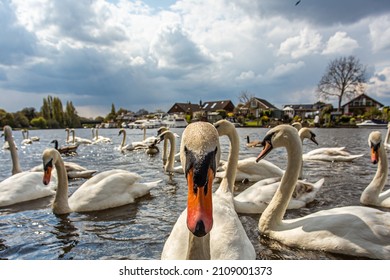 Swans On The River Thames