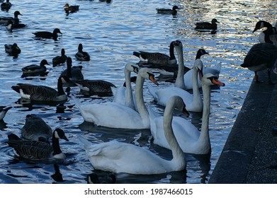 Swans On The River Thames In Windsor Town