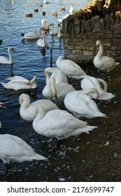 Swans On The River Thames In Windsor