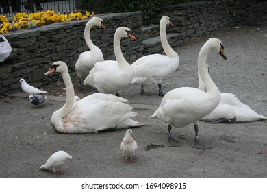 Swans On The Road At The Windermere Town In Lake Distruct, United Kingdom