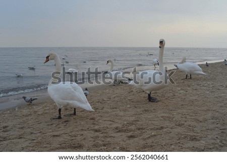 Swans on the seashore beach before sunset in winter in Sopot, Poland