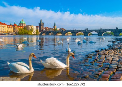 Swans on Vltava river in Prague, Czech Republic. Swans on the background of Charles Bridge in Prague