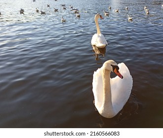 Swans on the Vltava river in Prague 