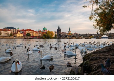 Swans on Vltava river in Prague