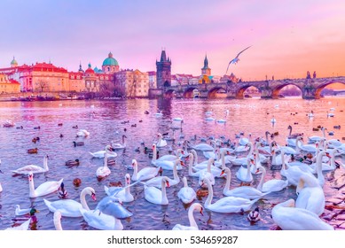 Swans on Vltava river, towers and Charles Bridge at sunset in Prague, Czech Republic.