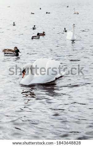 Similar – familiar Green Swan Waves