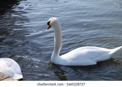 Swans At The Palace Of Fine Arts, San Francisco