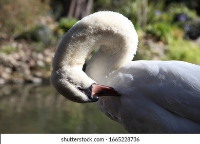 Swans At The Palace Of Fine Arts, San Francisco