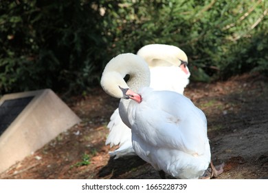 Swans At The Palace Of Fine Arts, San Francisco