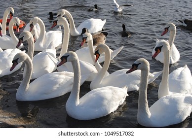 Swans In A Park Of London - England