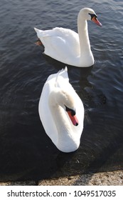 Swans In A Park Of London - England