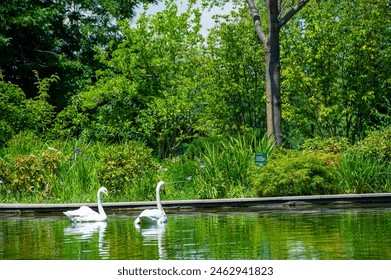 Swans in the Park Pond, Majestic Elegance Witness the beauty of nature as these two swans glide gracefully through the calm waters of the park, the perfect embodiment of serenity and grace. - Powered by Shutterstock