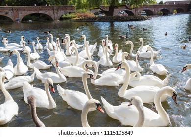 Swans in the river in Stratford-upon-Avon in a beautiful summer day, England, United Kingdom - Shutterstock ID 1115105849