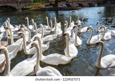Swans in the river in Stratford-upon-Avon in a beautiful summer day, England, United Kingdom - Shutterstock ID 1229037571