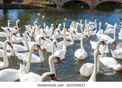 Swans in the river in Stratford-upon-Avon in a beautiful summer day, England, United Kingdom - Shutterstock ID 2215510217