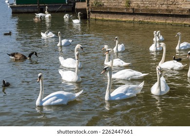Swans in the river in Stratford-upon-Avon in a beautiful summer day, England, United Kingdom - Shutterstock ID 2262447661