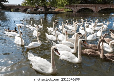 Swans in the river in Stratford-upon-Avon in a beautiful summer day, England, United Kingdom - Shutterstock ID 2312076699