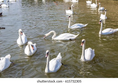 Swans in the river in Stratford-upon-Avon in a beautiful summer day, England, United Kingdom - Shutterstock ID 615732305