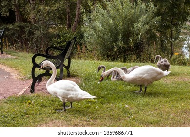 Swans At Round Pond In Queens Park Glasgow