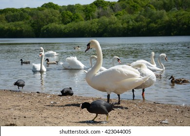 Swans In Ruislip Lido