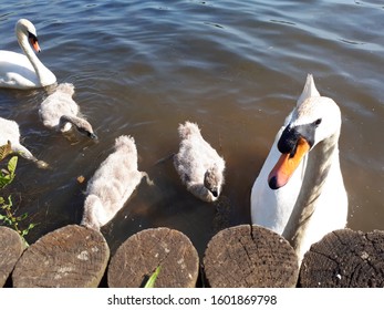 Swans at Sale Water Park,Greater Manchester