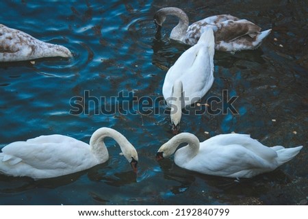 Swans searching for food in public park pond