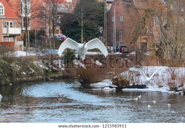 Swans Soaring Water River Odense Denmark Stock Photo Edit Now