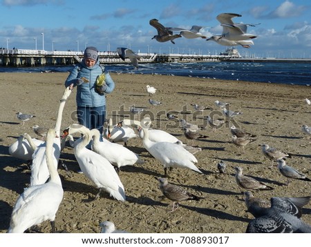 The swans spend the winter on the shores of the public beach of Sopot, Poland. Birds beg for food from people. Young woman feeds the swans with bread.
