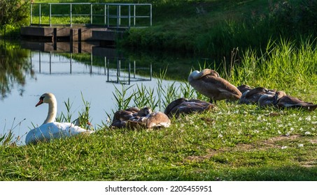 Swans Sunbathe On The Banks Of The Spree River