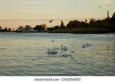 Swans swim on the estuary, beautiful photo of swimming swans, nature, turquoise water, estuary, lake, seagulls, swans in the river, beautiful landscape - Powered by Shutterstock