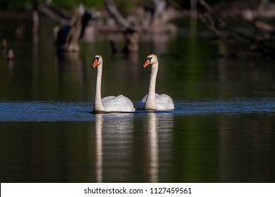 Swans Swimming In The Boardman River