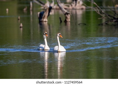 Swans Swimming In The Boardman River