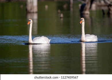 Swans Swimming In The Boardman River